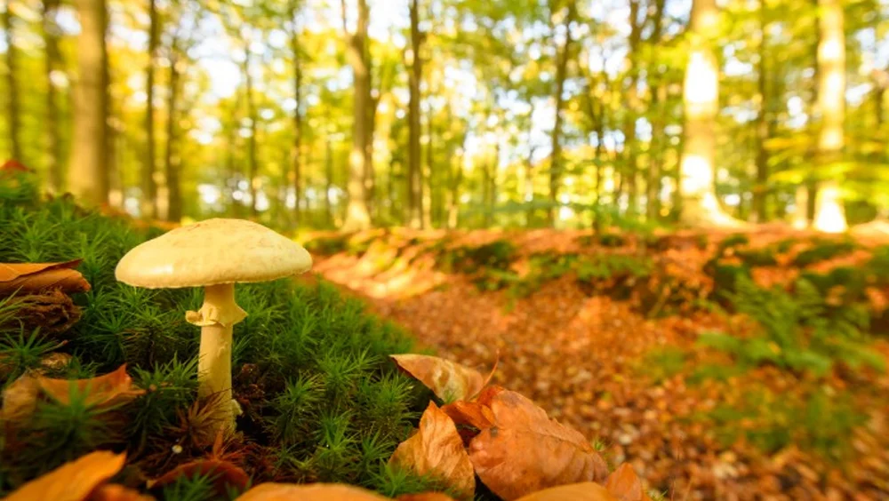 The Elemental Self RE:Treat – a Journey with Sacred Mushrooms