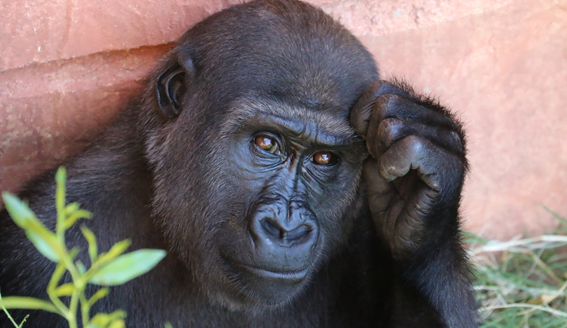 Psilocybin and Terence McKenna’s  “Stoned Ape” Theory