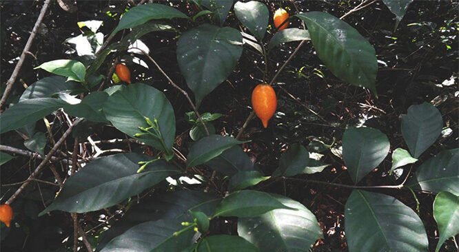 The Potential of Ibogaine in Treating Addiction and Mental Health