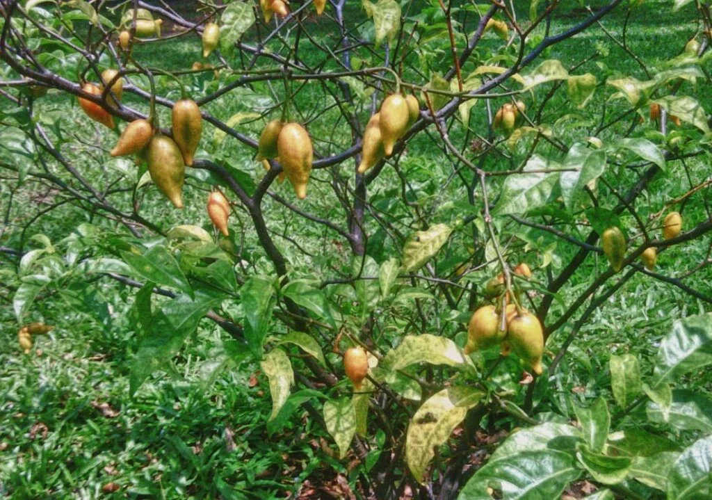 Ibogaine Treatment