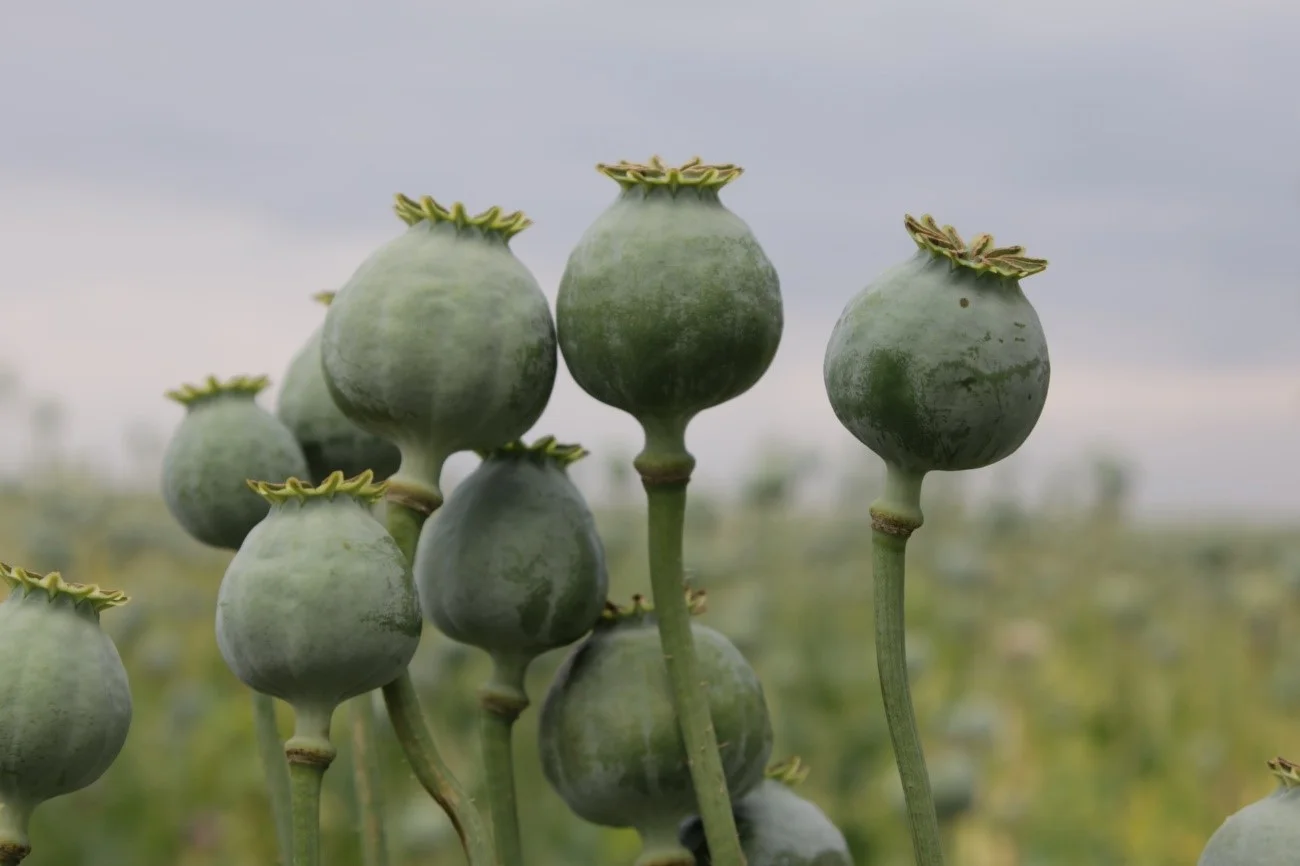 Ibogaine Treatment for Heroin Addiction